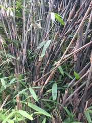 Phyllostachys nigra