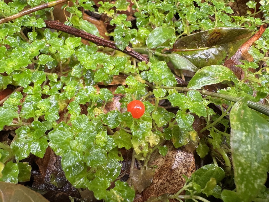 Beadplant (Nertera granadensis)