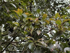 Schima wallichii, photograph (c) Jason Alexander, some rights reserved (CC BY)