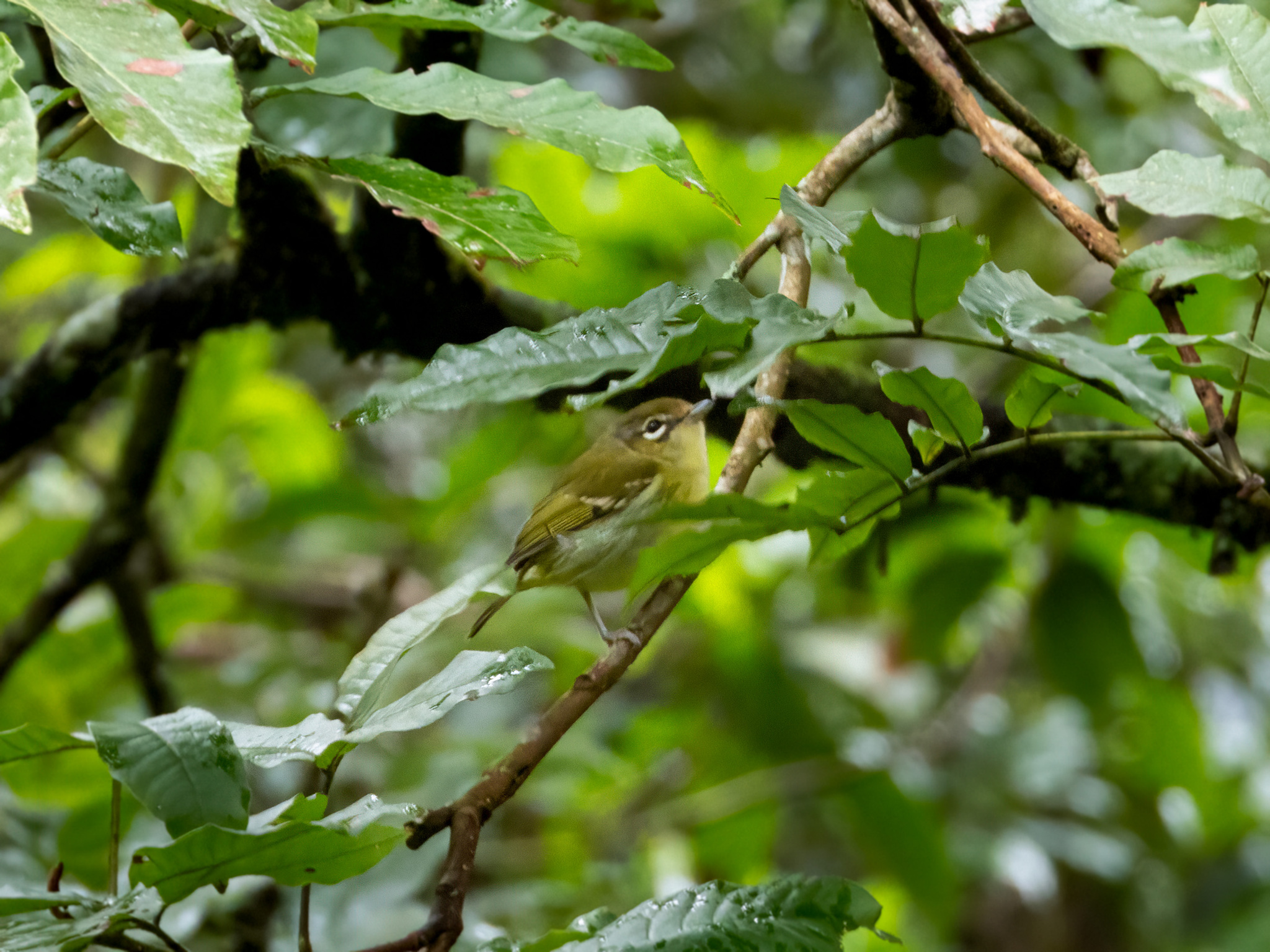 Trilling Shrike-babbler (Pteruthius aenobarbus), photo 6