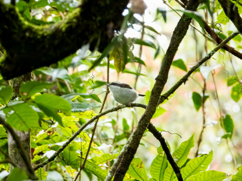 Pied Shrike-babbler (Pteruthius flaviscapis), photo 5