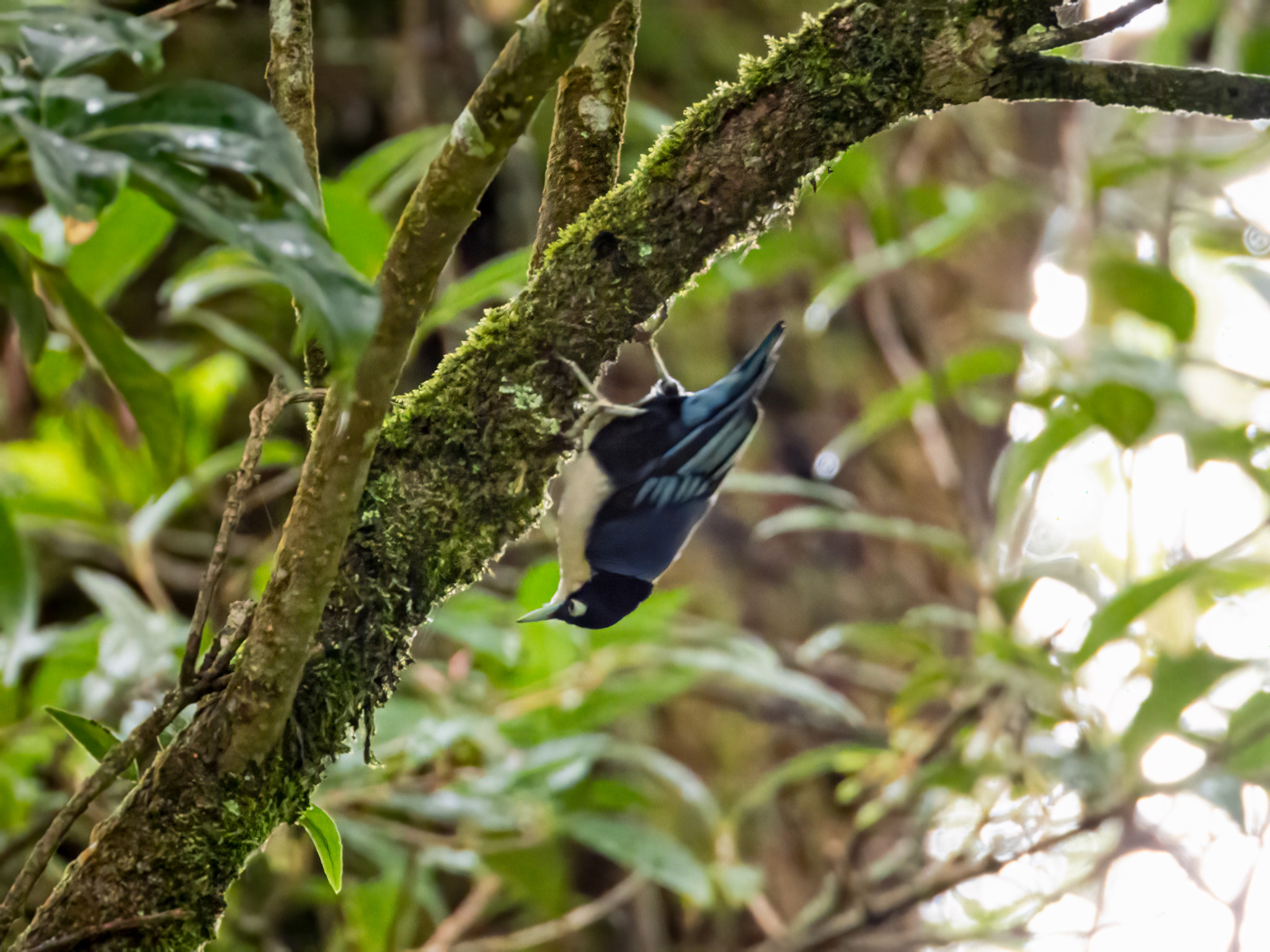 Blue Nuthatch (Sitta azurea), photo 4