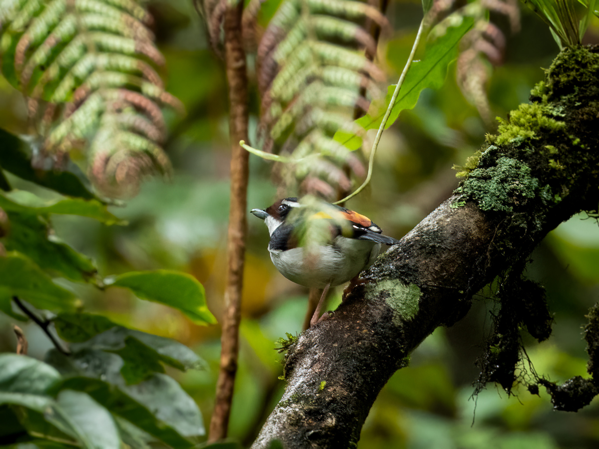 Pied Shrike-babbler (Pteruthius flaviscapis), photo 10
