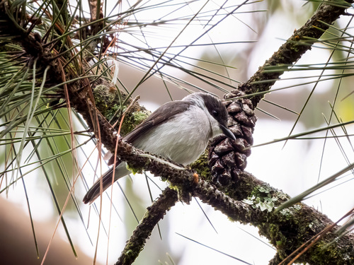 Black-winged Flycatcher-shrike (Hemipus hirundinaceus), photo 3