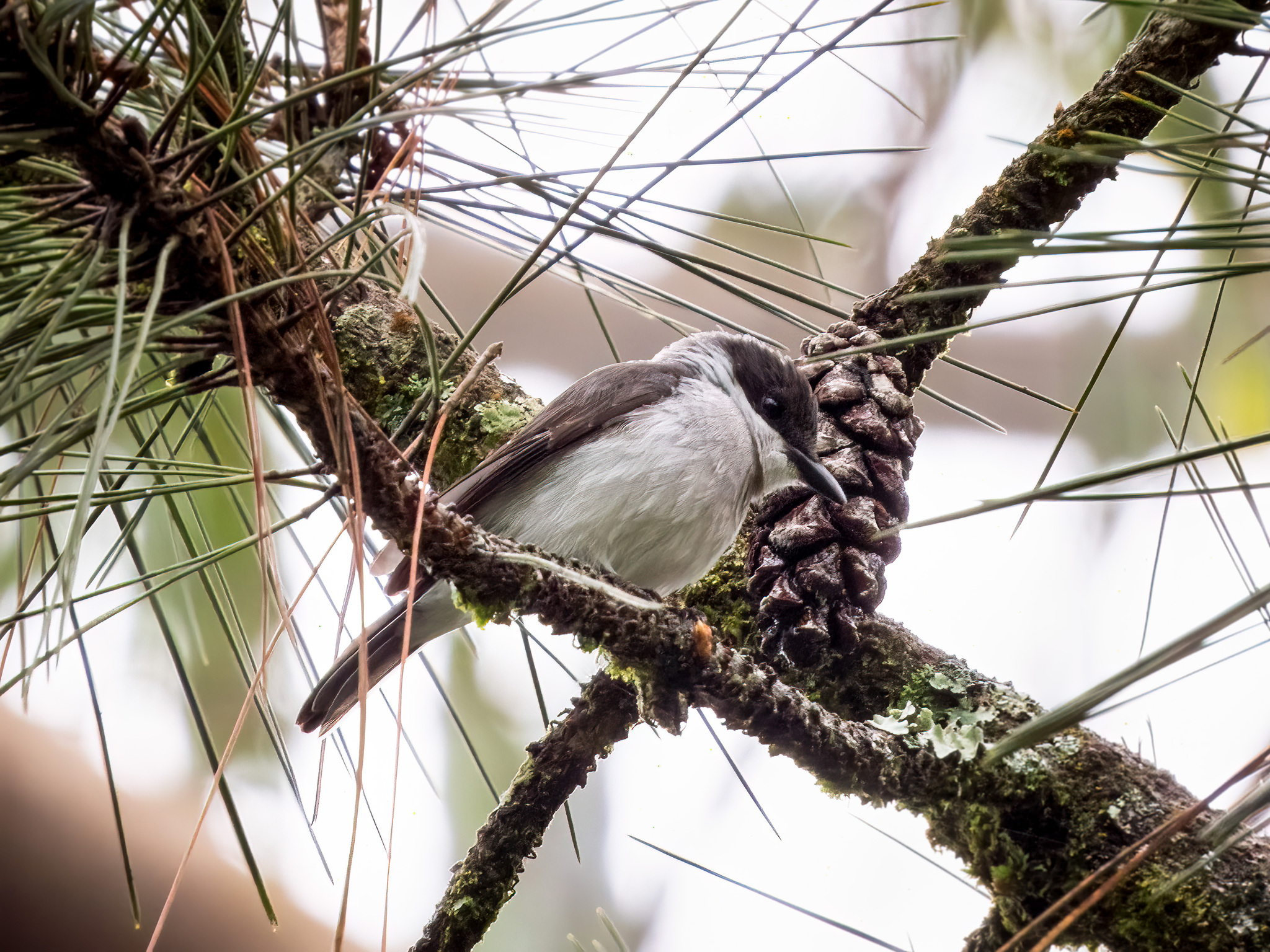 Black-winged Flycatcher-shrike (Hemipus hirundinaceus), photo 7