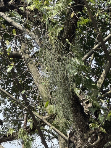 Viscum articulatum, photograph 6