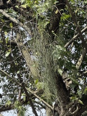Viscum articulatum, photograph (c) Jason Alexander, some rights reserved (CC BY)