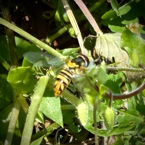 Unknown species found near Robertson Rd, Richmond, TX, US