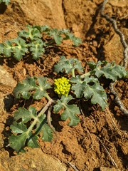 Lomatium parvifolium