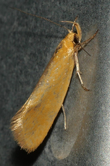 Telocharacta hemicroca