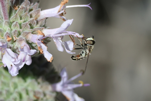 Unknown species found near Moreno Valley, CA, USA