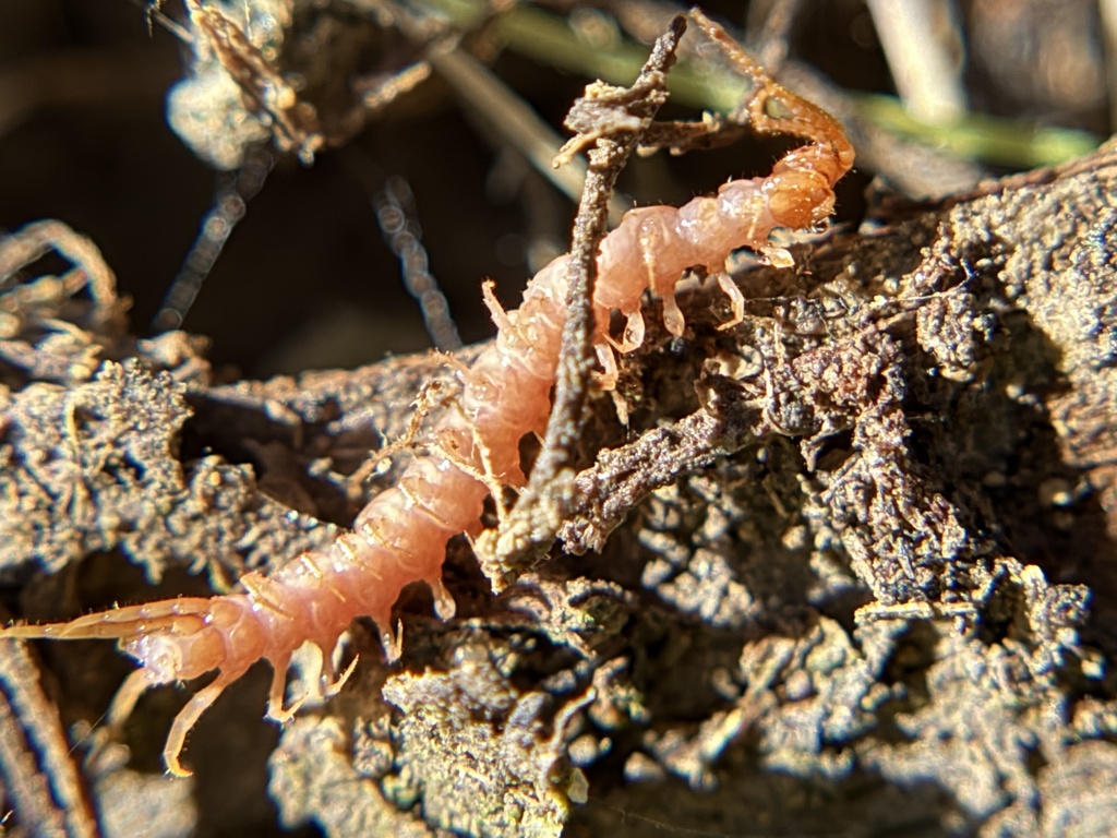 Lithobiidae from Carrizo Plain National Monument, Santa Margarita, CA ...