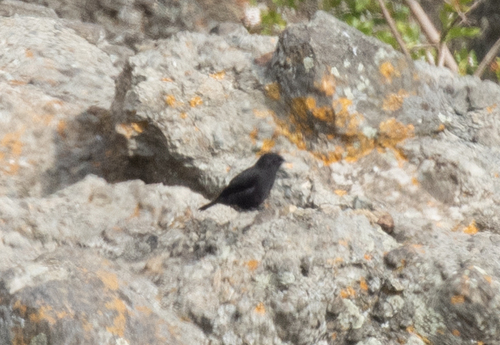 Rüppell's Black Chat (Myrmecocichla melaena), photo 10