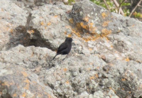 Rüppell's Black Chat (Myrmecocichla melaena), photo 6