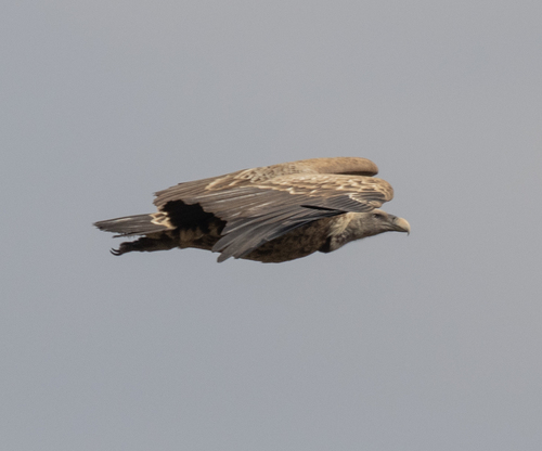 Rüppell's Griffon