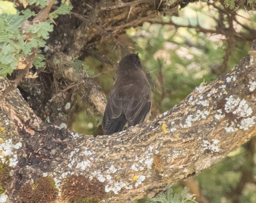 Brown Parisoma (Curruca lugens), photo 5