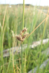 Bolboschoenus caldwellii