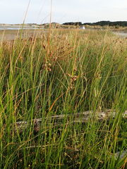 Bolboschoenus caldwellii