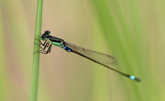 Ischnura senegalensis