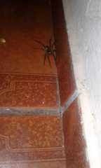 Lycosa erythrognatha