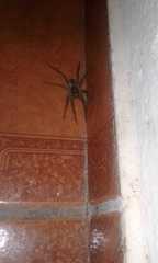 Lycosa erythrognatha