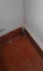 Lycosa erythrognatha