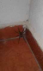 Lycosa erythrognatha