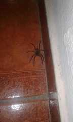 Lycosa erythrognatha