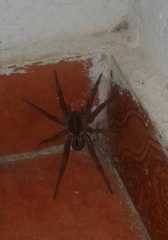 Lycosa erythrognatha