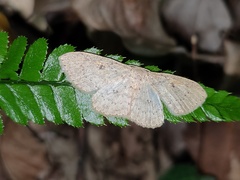 Perixera illepidaria