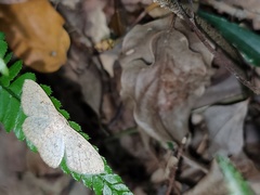 Perixera illepidaria