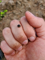 Coptosoma xanthogramma