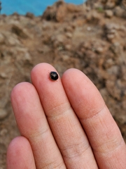 Coptosoma xanthogramma