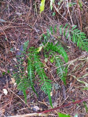 Blechnum zeelandicum