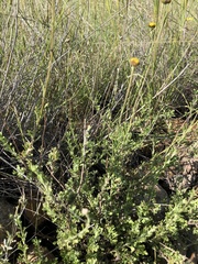 Pentzia quinquefida