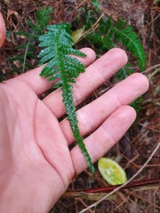 Blechnum zeelandicum
