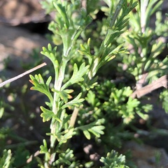 Pentzia quinquefida