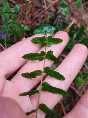 Blechnum zeelandicum