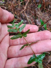 Blechnum zeelandicum