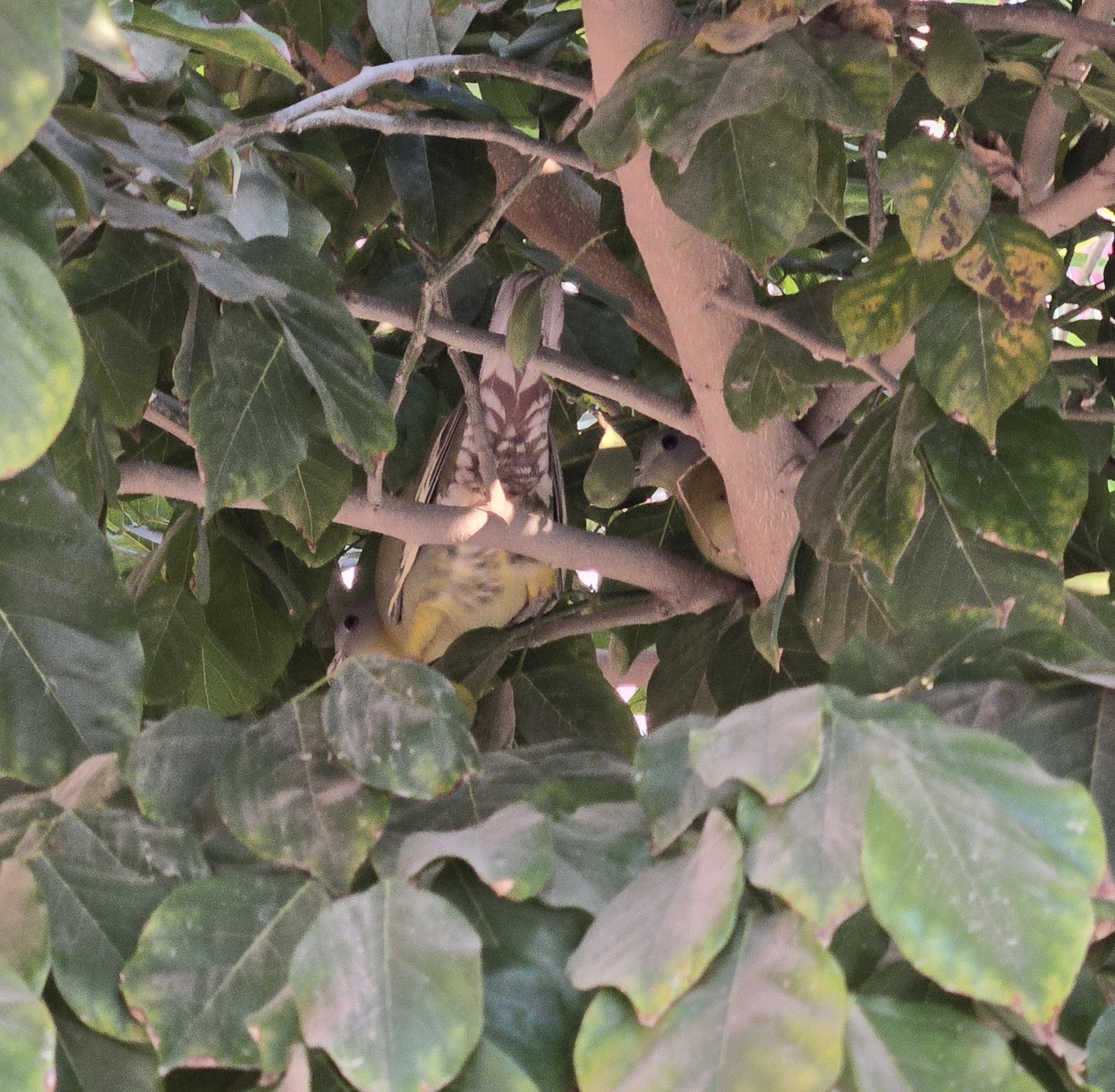Yellow-footed Green Pigeon (Treron phoenicopterus), photo 9