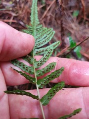 Blechnum zeelandicum