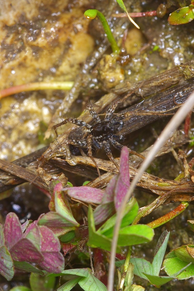 wolf spiders