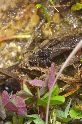wolf spiders