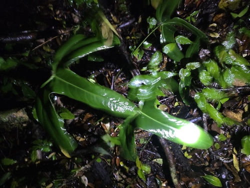 Anthurium tilaranense