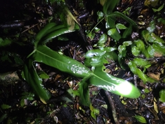 Anthurium tilaranense