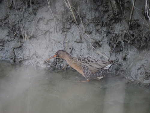 Ridgway's Rail (Rallus obsoletus), photo 5