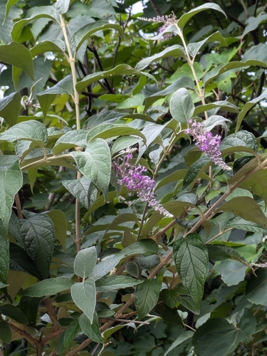 Buddleja curviflora iNat (2)