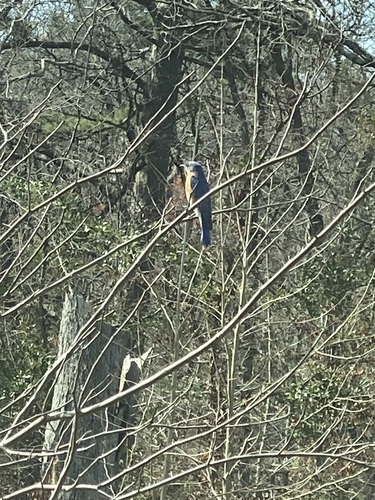 Eastern Bluebird