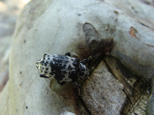 Cratosomus punctulatus (Cratosomus punctulatus)