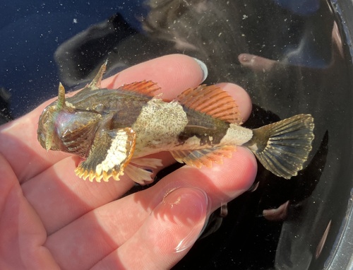 Buffalo sculpin (Enophrys bison) — Cottidae — 2